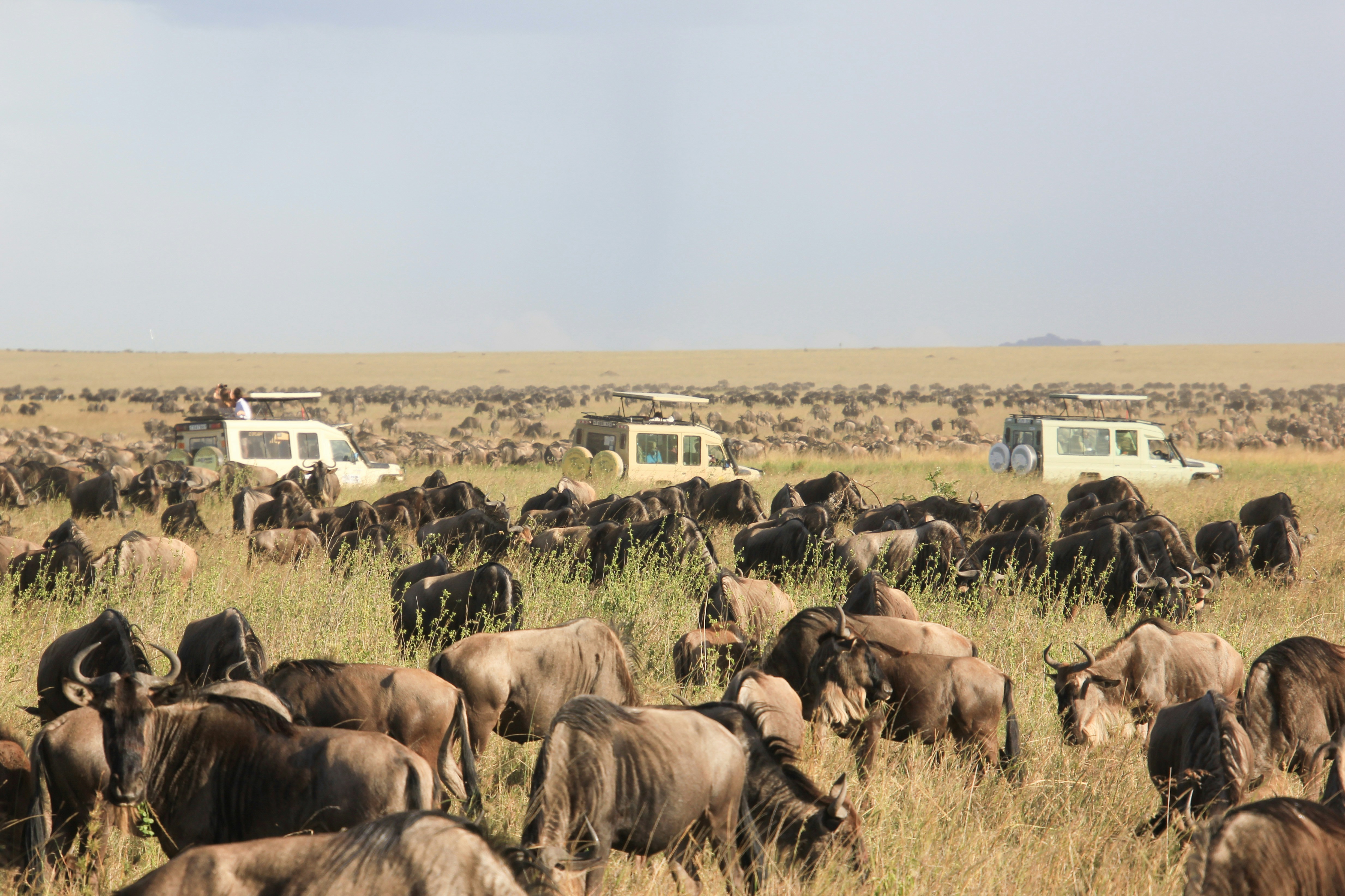 Safari vehicles with tourists
