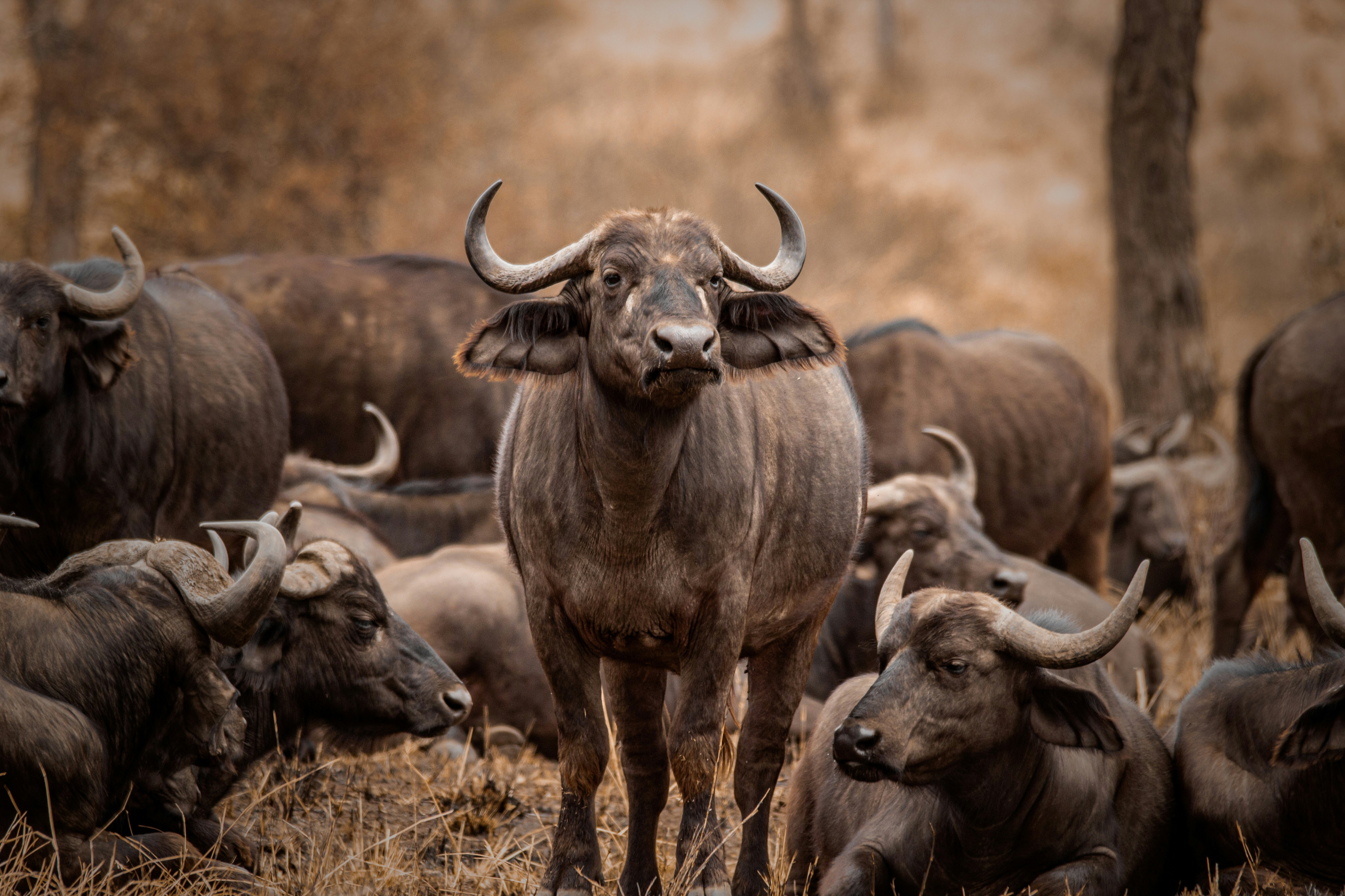 Buffalos in Serengeti