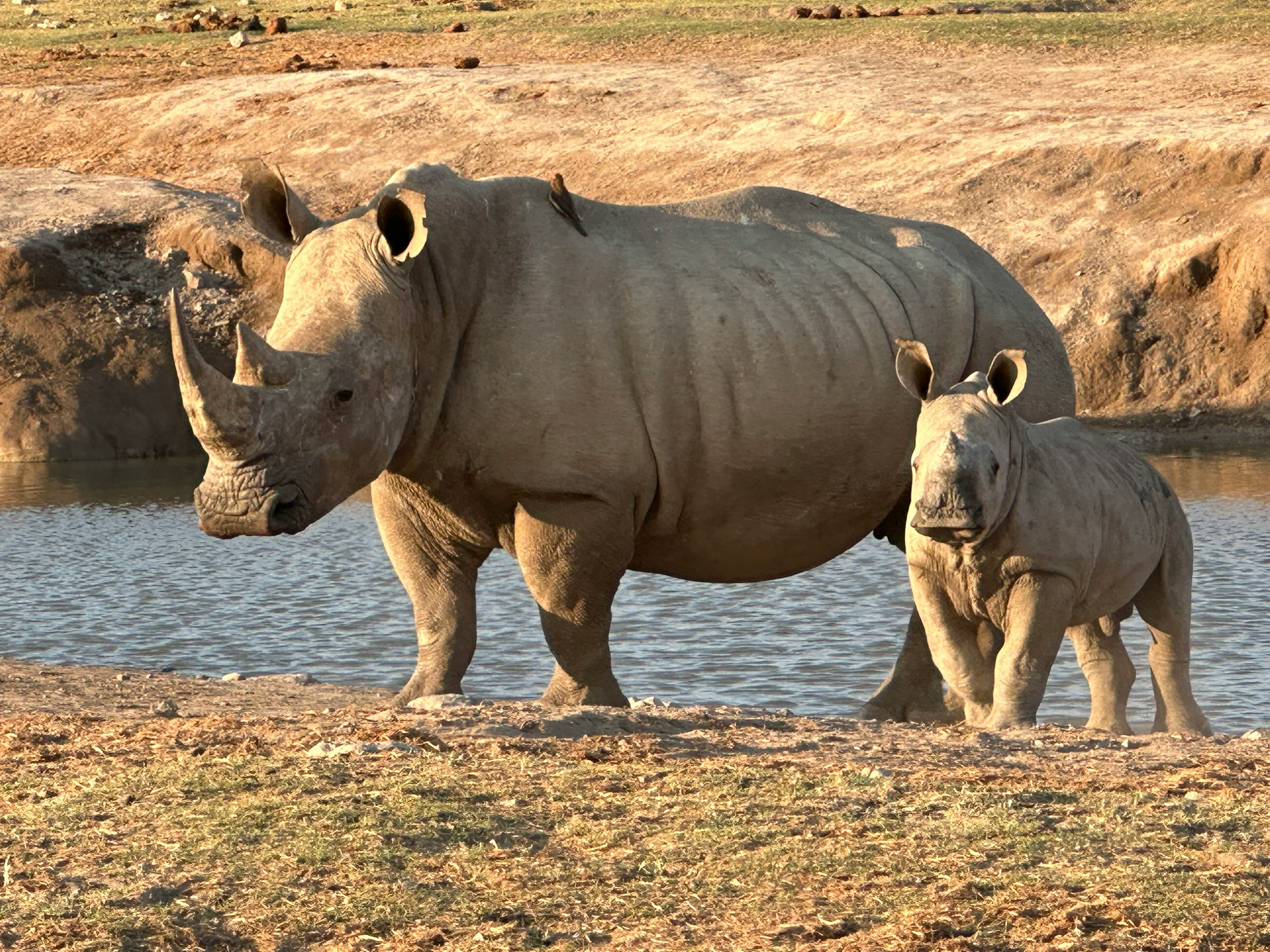 Rhinos